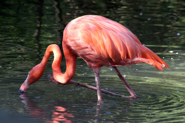 roter_Flamingo