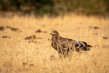 Steppe eagle or Aquila nipalensis portrait or closeup on ground in an open field during winter migration at jorbeer conservation reserve or dumping yard bikaner rajasthan India
