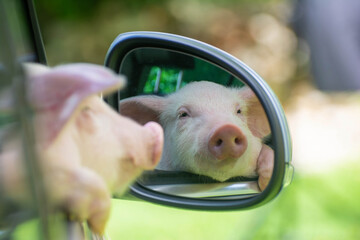 Piglet looks in the mirror