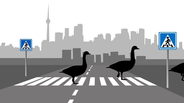 Cityscape with geese walking at zebra crosswalk (animation, seamless loop)