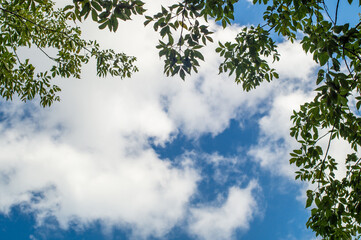 Green leaves above and on the right against a light blue sky with lovely white clouds. Sky and trees