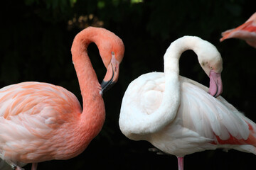 roter_Flamingo+Rosaflamingo