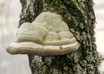 bitters on an old birch trunk, dying trees on the shore of a flooded lake