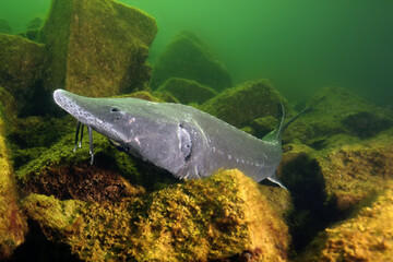 The Siberian sturgeon (Acipenser baerii) lying among the stone in green fresh water.