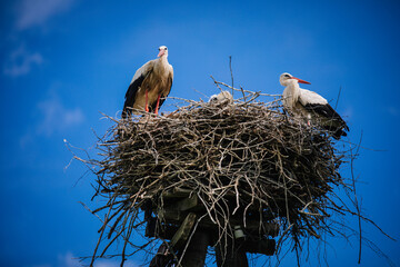 stork family in a nest