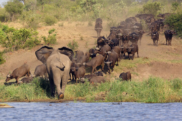 The African bush elephant (Loxodonta africana) attacking a herd of buffalo African buffalo or Cape buffalo (Syncerus caffer) on the bank of the lagoon.Interaction between large African herbivores.