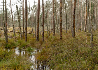 various old and rotten trees and tree branches on the shore of a swampy lake, flooded forest area, bog