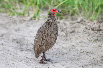 Swainson's spurfowl
