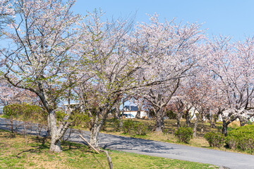 春の柔らかな日差しを受ける満開の桜