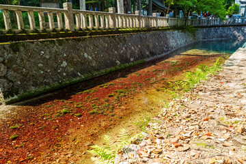 弁天池から流れ出る透明な水流