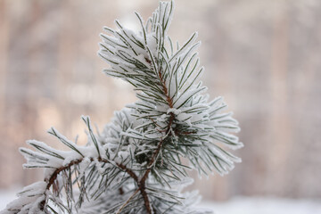 Frosty pine tree branch in winter forest.  Winter beauty. Wallpaper,  billboard, web banner, head for website. Copy space