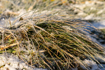 Rime on the morning frost covered with snow.