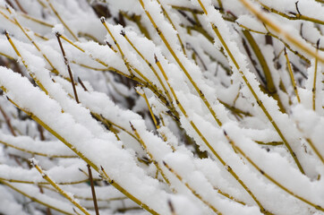 Verschneiter Strauch im Winter 