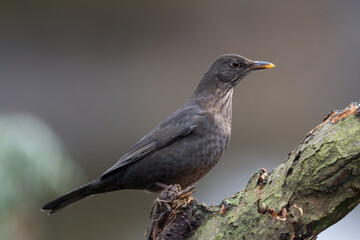 Amsel