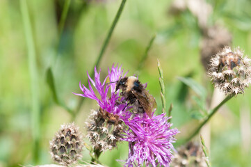 Biene auf Flockenblume