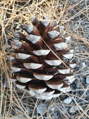 pine cone on the ground
