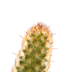 Ladyfinger cactus macro shot isolated on white background