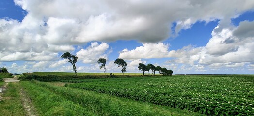 Obraz na płótnie Canvas Potatoe fields near Pieterburen, Groningen, Netherlands