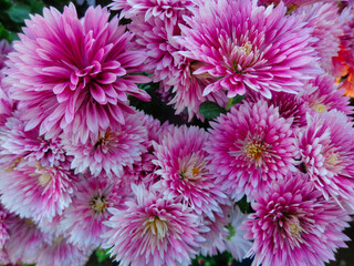 Beautiful Chrysanthemum Flowers, Closeup Chrysanthemum for background