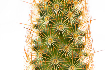 Ladyfinger cactus macro shot isolated on white background