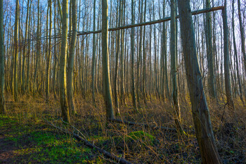 Trees in a wetland forest under a blue  sky in sunlight at fall, Almere, Flevoland, The Netherlands, January 1, 2021