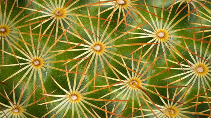 Abstract macro shot of a Ladyfinger cactus spines