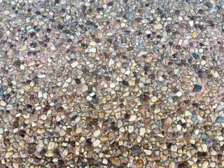 shells background