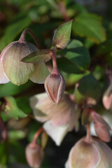 Hellebore Winter Princess