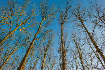 Trees in a wetland forest under a blue  sky in sunlight at fall, Almere, Flevoland, The Netherlands, January 1, 2021