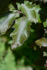 European Beech Rohanii