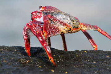 rote_Klippenkrabbe