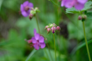 Fototapeta premium Rock cranesbill