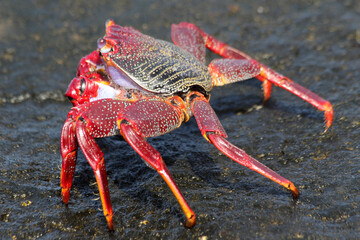 rote_Klippenkrabbe
