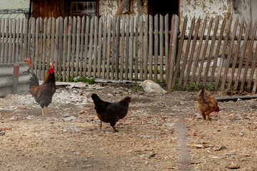 A flock of chickens roam freely in a lush green paddock