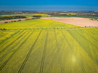 Aerial view of early rapeseed field with the trails in the field and road in background