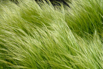 Pony tails grass