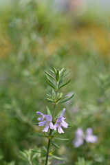 Coastal rosemary