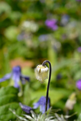 Clematis Hendersonii