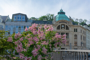 lilac bush on the background of an old house in the city. flowers of pale pink color with green...