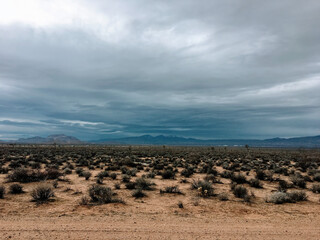 mojave desert