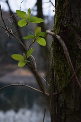leaves in the forest