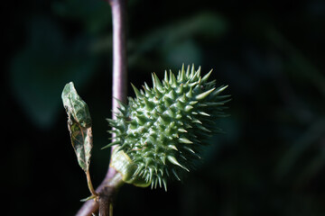 Detail of green spiky jimsonweed, thorn apple or devil's snare plant growing in nature on a dark moody blurred background