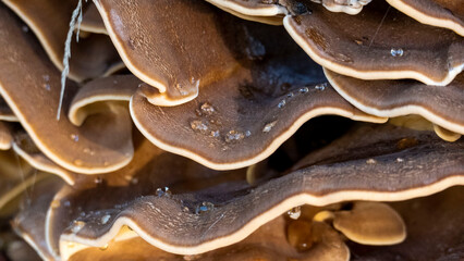 Polypore, mushrooms with water drops - macro