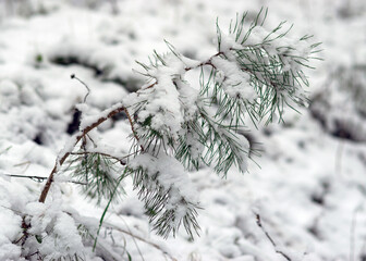 snow-covered trees, winter day, snow covered land and trees, winter feeling