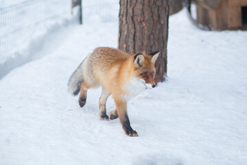 Obraz premium Red fox in the winter forest.