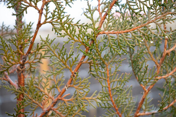 Thuja branch close up