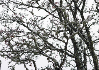 abstract tree branch patterns, snow-covered tree branches, beautiful winter texture, suitable for wallpaper