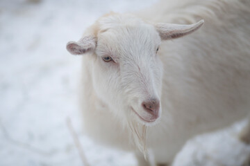 Fototapeta premium Goats on the street. Pets outside in winter.
