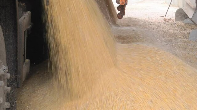 Truck makes a corn dump at an animal feed factory. Agriculture food factory.
