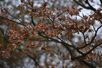 The early winter forest scene in Sapporo Japan